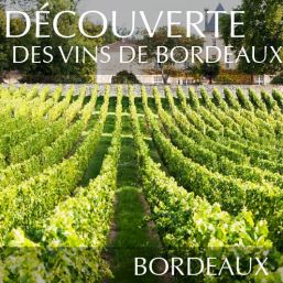 Comprendre les vins de Bordeaux à Bordeaux